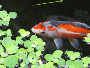 Feed the fish at Pacific Place Urban Senior Living