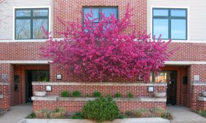 Pacific Place Senior Living in Webster Groves St. Louis Missouri